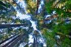 USA, California. Del Norte Redwoods State Park springtime looking up into Redwoods Art Print